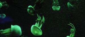 jellyfish, aquatic creatures, marine life, aquarium, jellyfish, jellyfish, jellyfish, jellyfish, jellyfish, aquarium