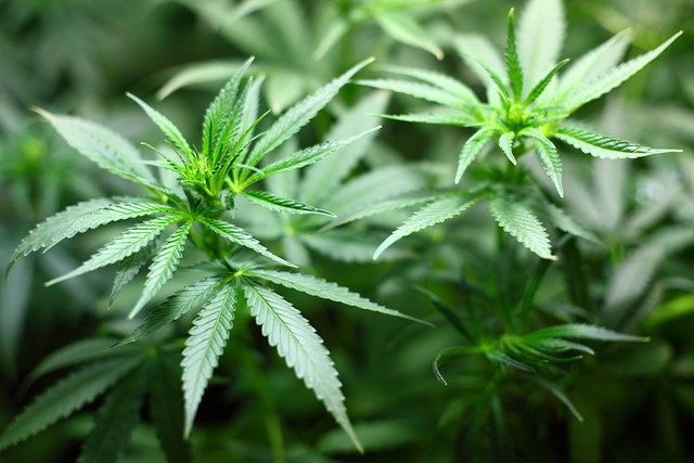 自由职业周模板:不用打卡的人,如何把一周排成系统 配图